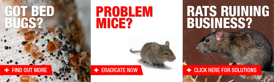 bugsMiceRat